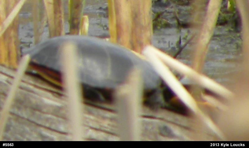 Eastern Painted Turtle