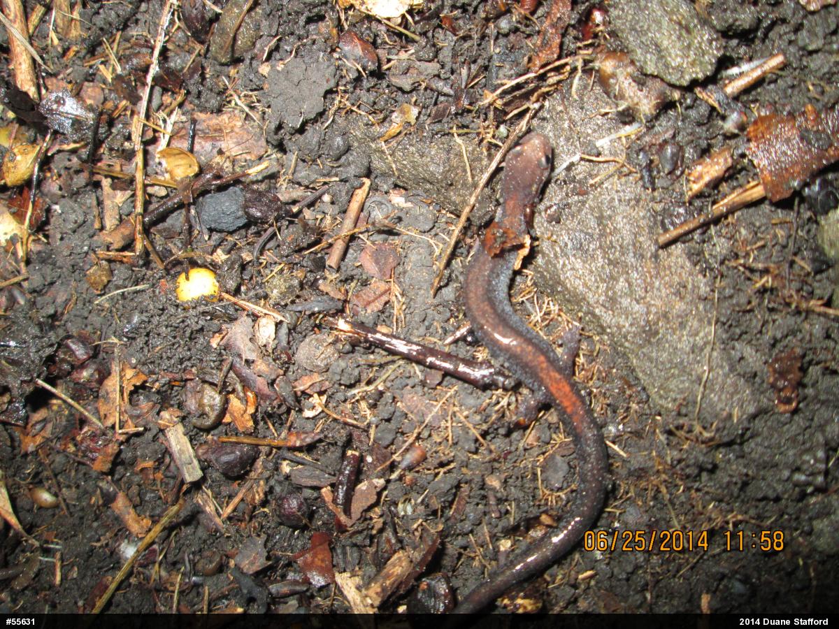 Eastern Red-backed  Salamander