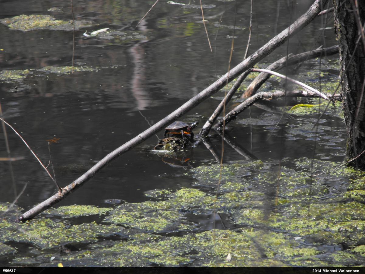 Painted Turtle
