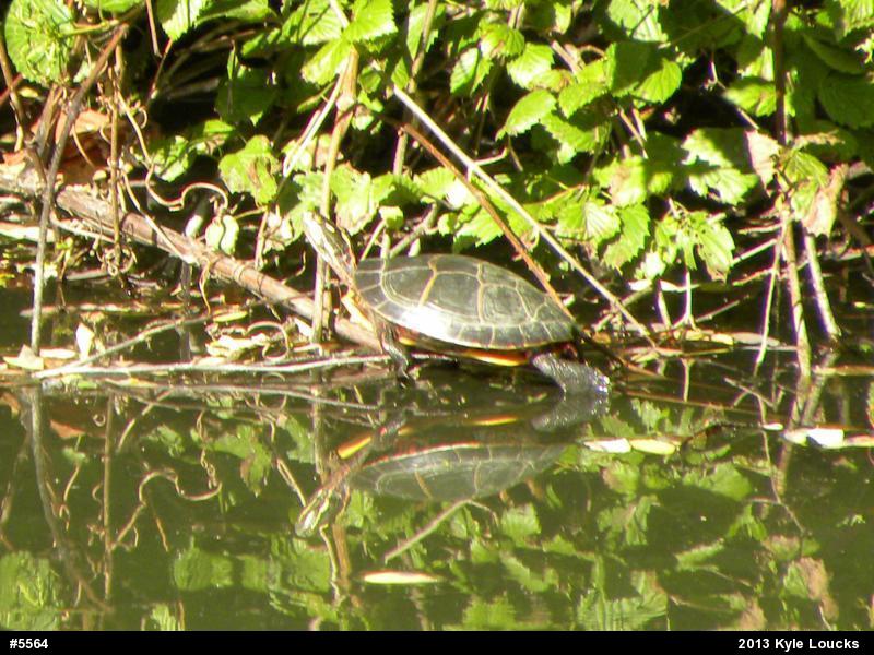 Eastern Painted Turtle