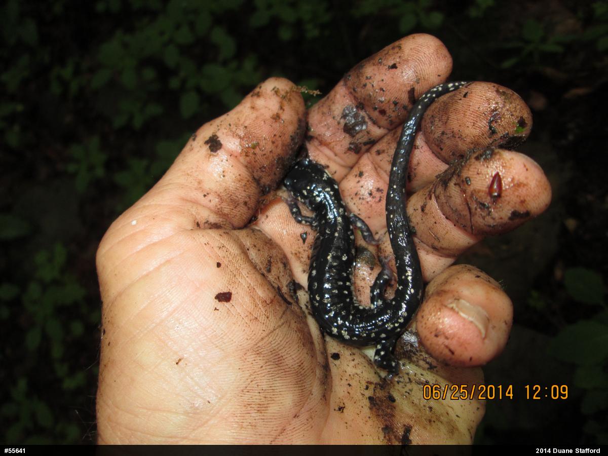 Northern Slimy Salamander
