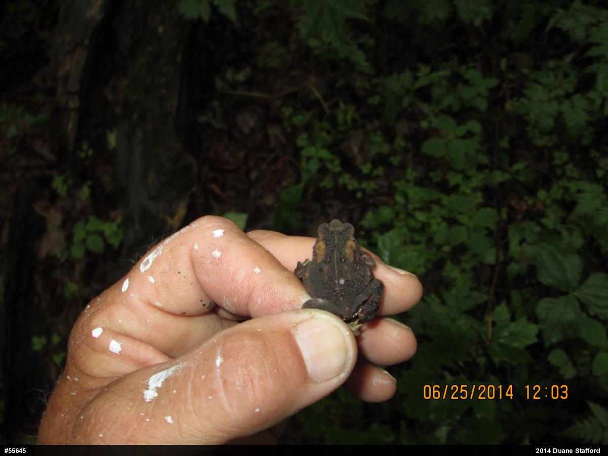 Eastern American Toad