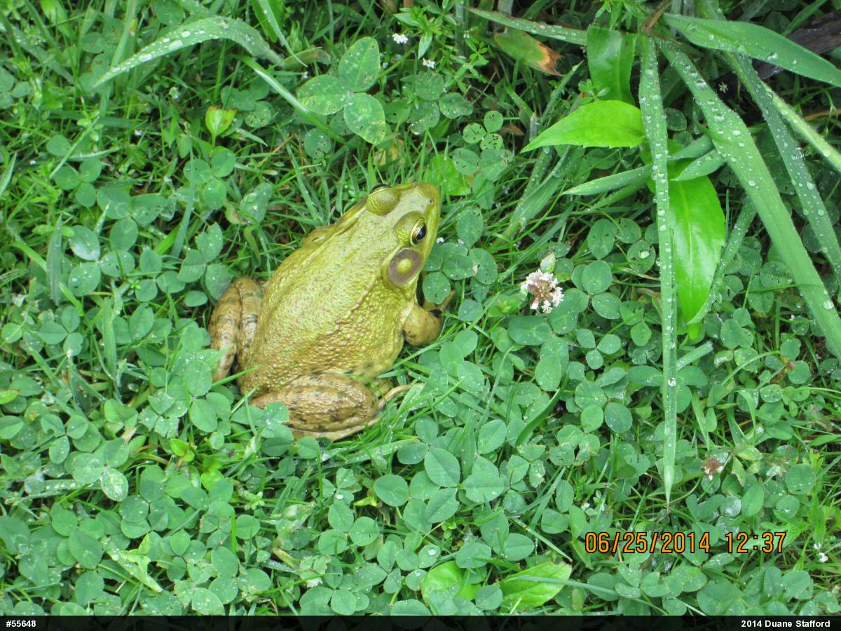 Green Frog