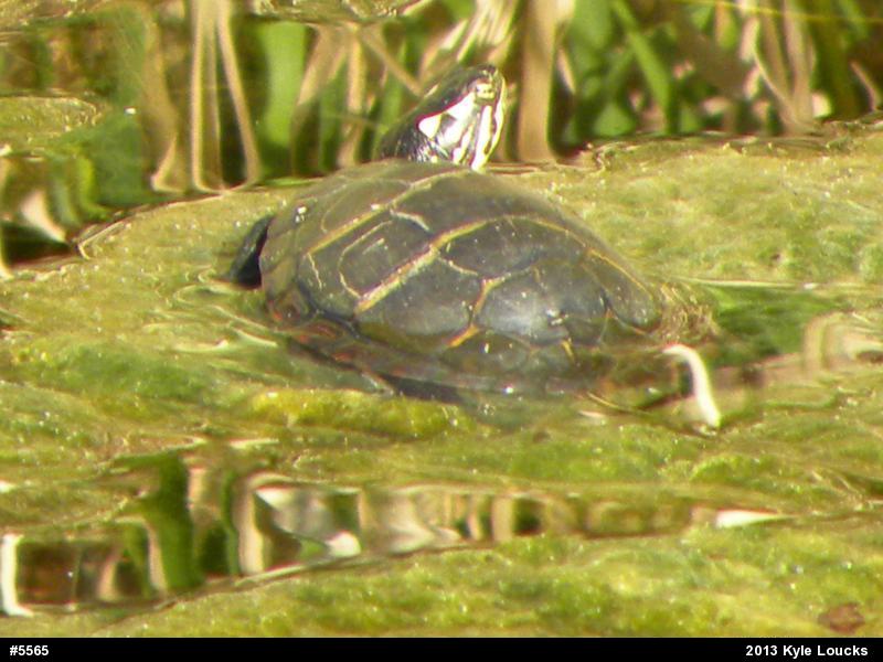 Eastern Painted Turtle