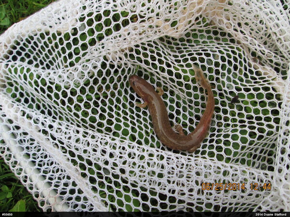 Northern Spring Salamander