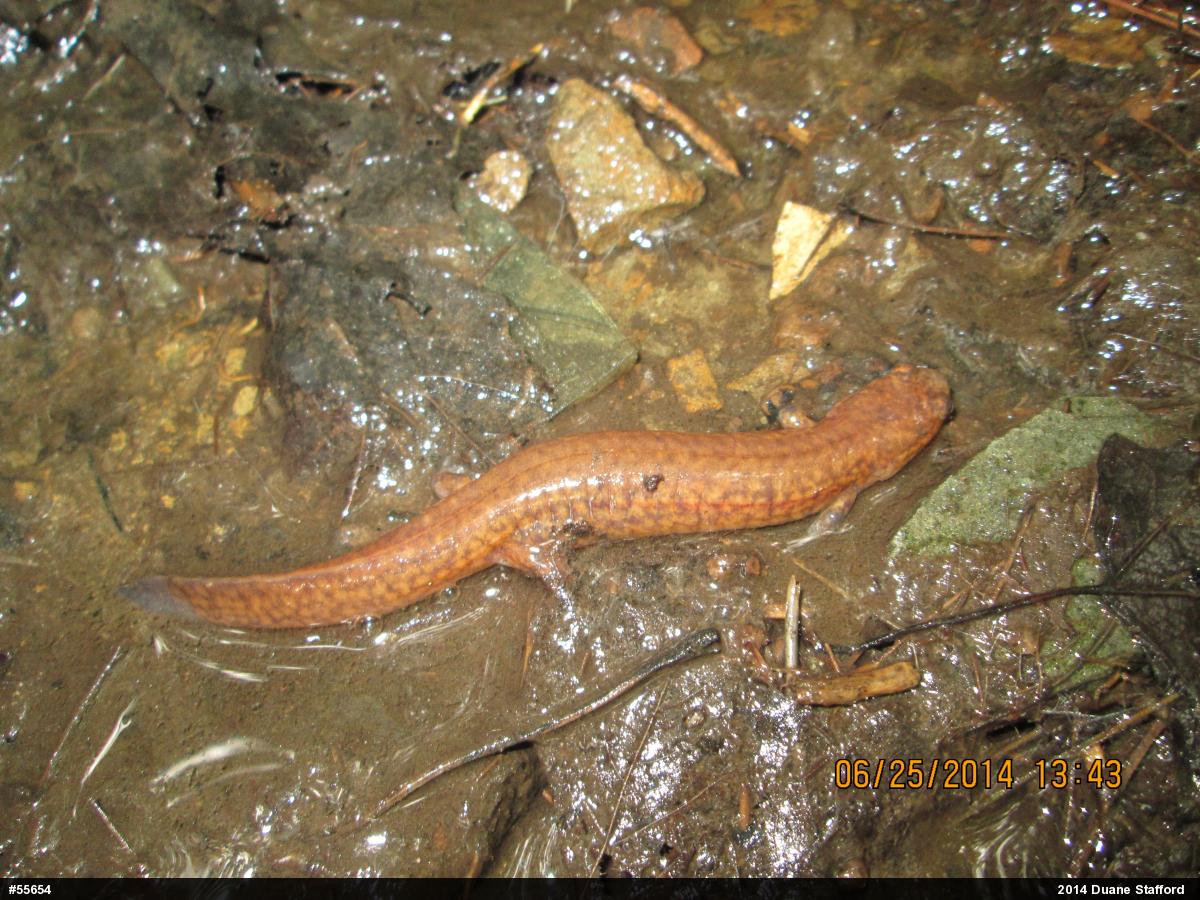 Northern Spring Salamander
