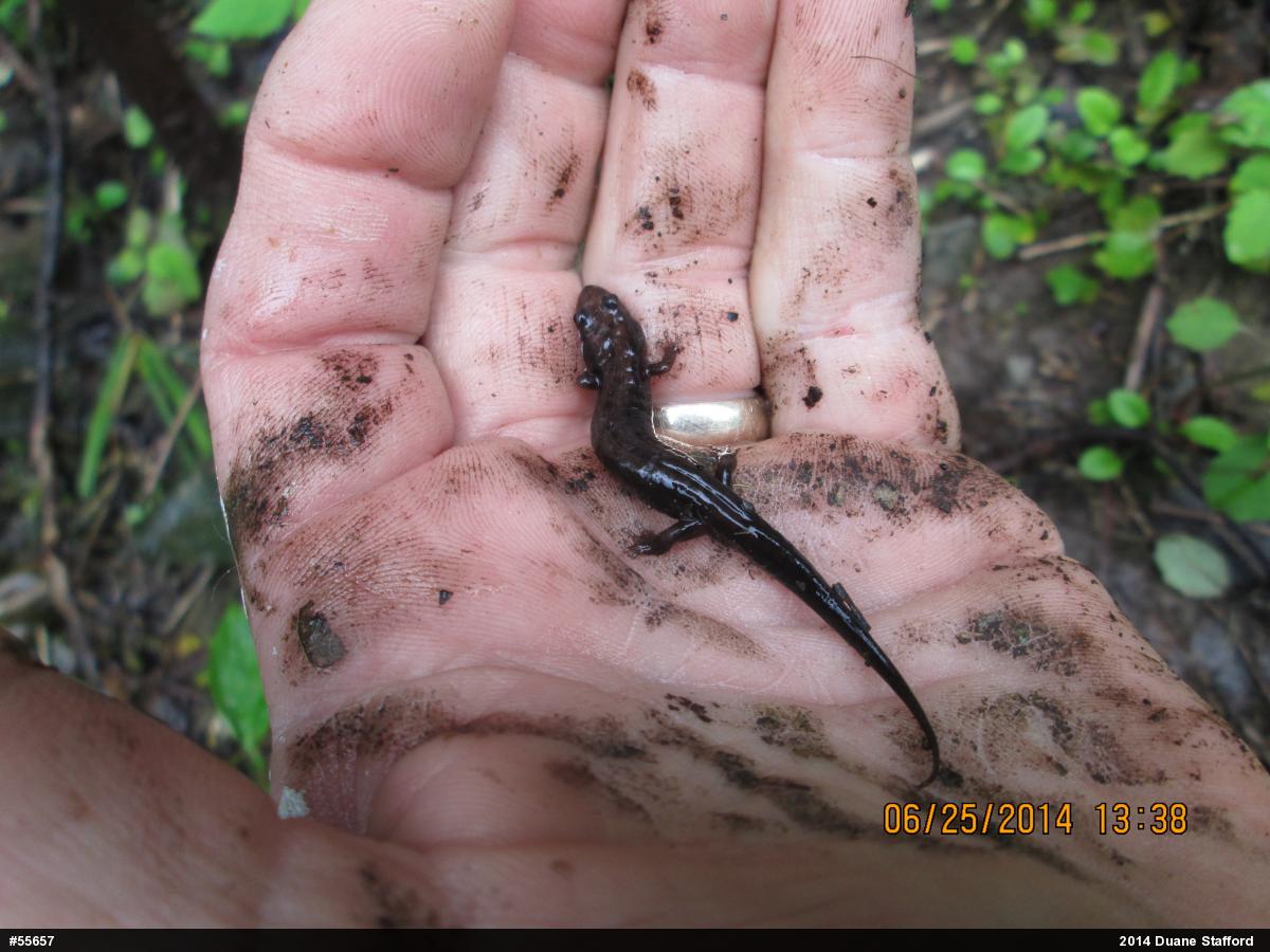 Allegheny Mountain Dusky Salamander