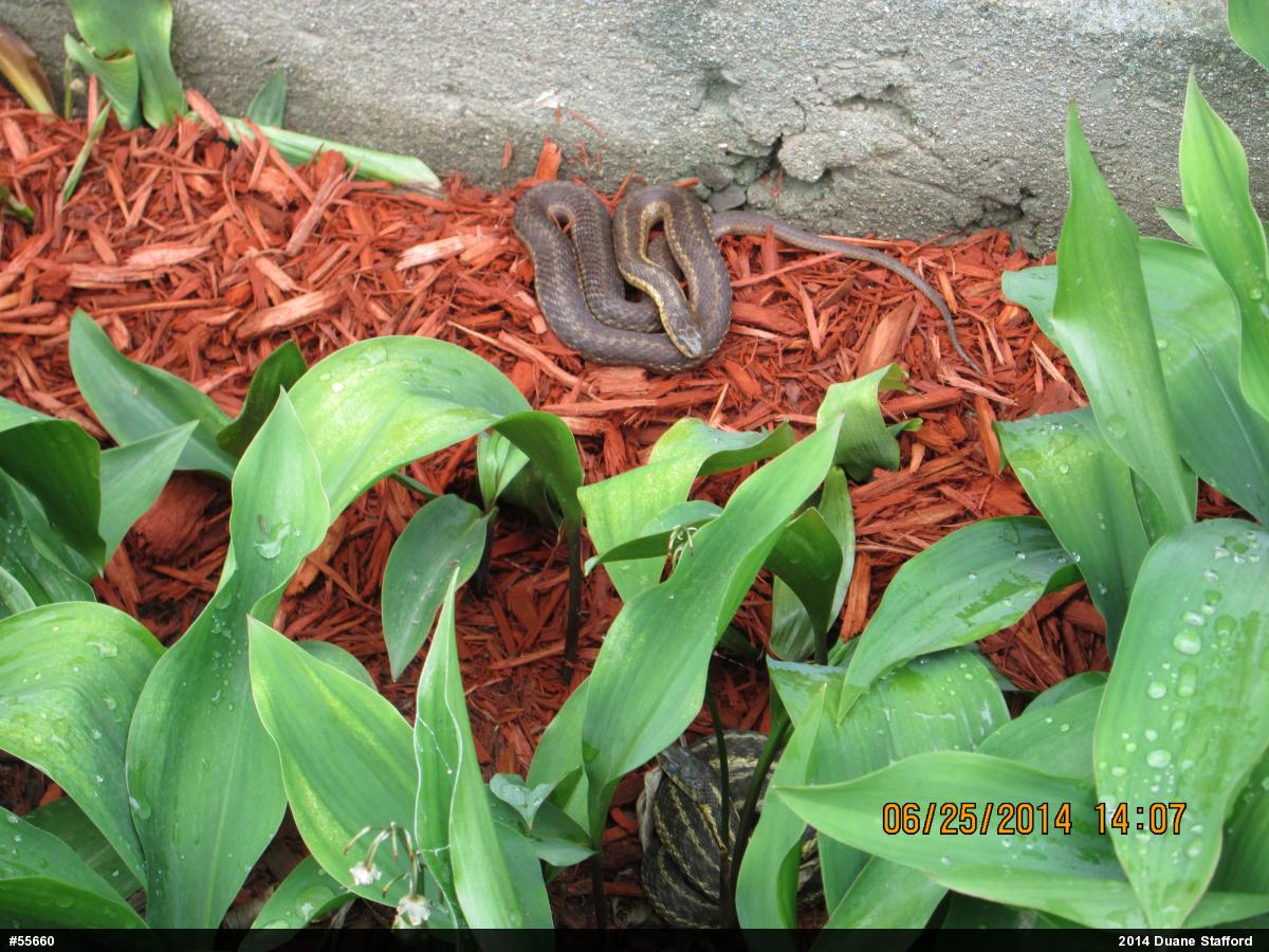 Eastern Gartersnake