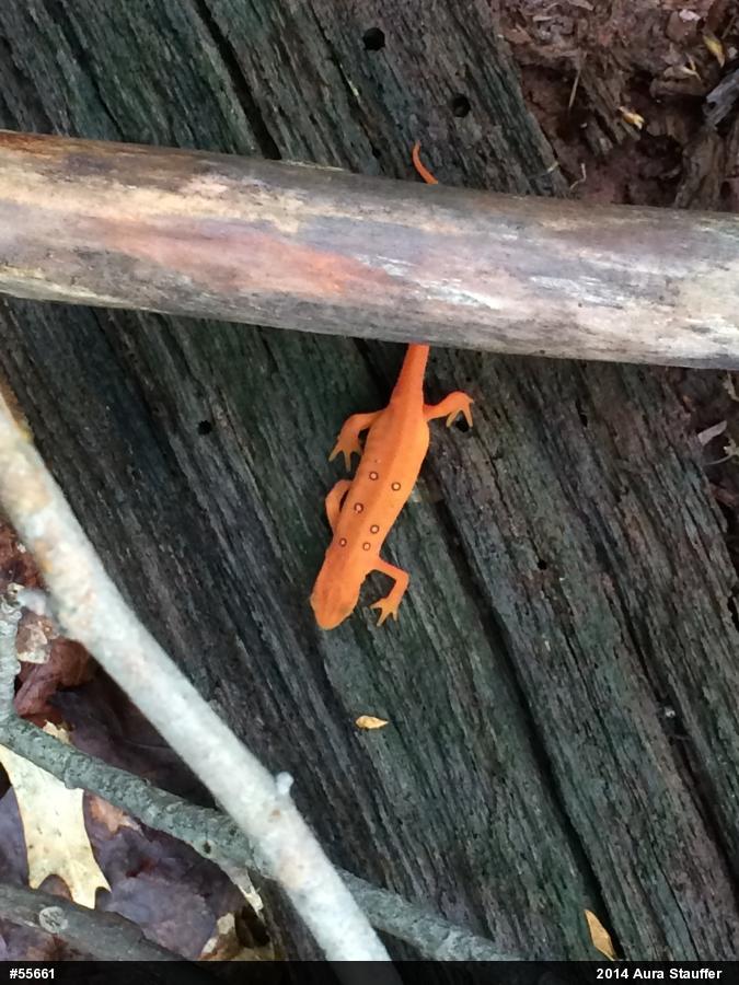 Red-spotted Newt