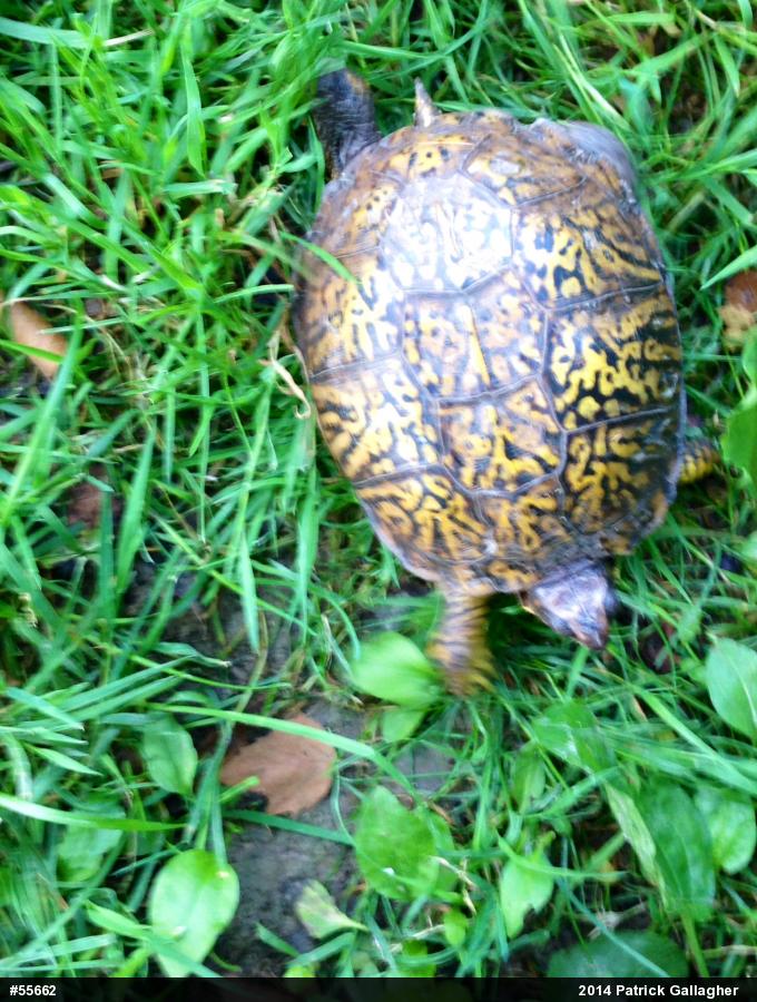 Eastern Box Turtle