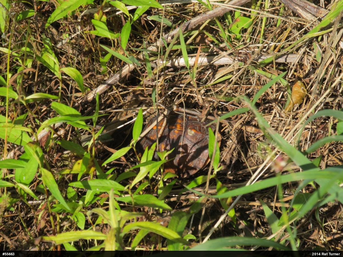 Eastern Box Turtle