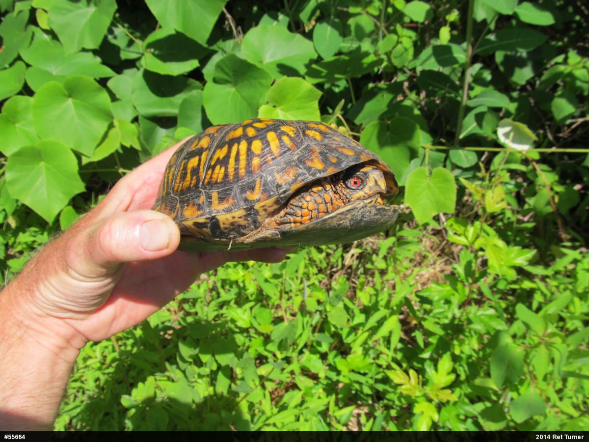 Eastern Box Turtle
