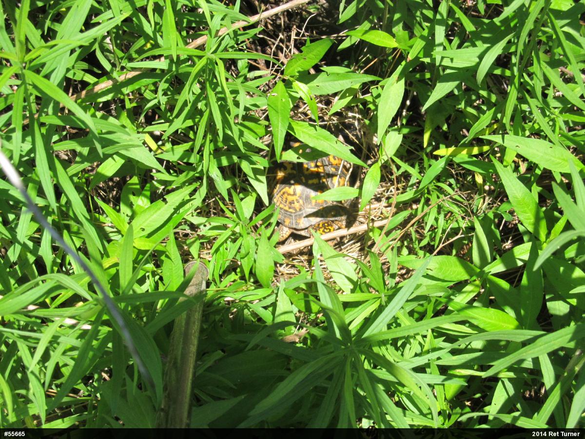 Eastern Box Turtle