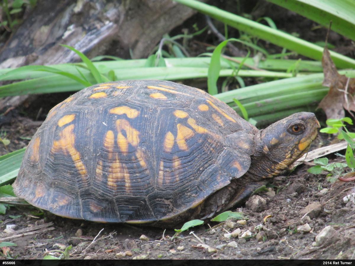 Eastern Box Turtle