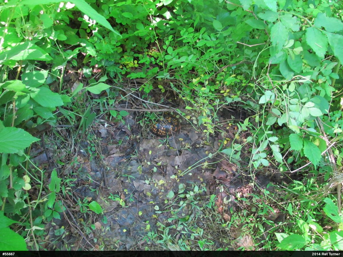 Eastern Box Turtle