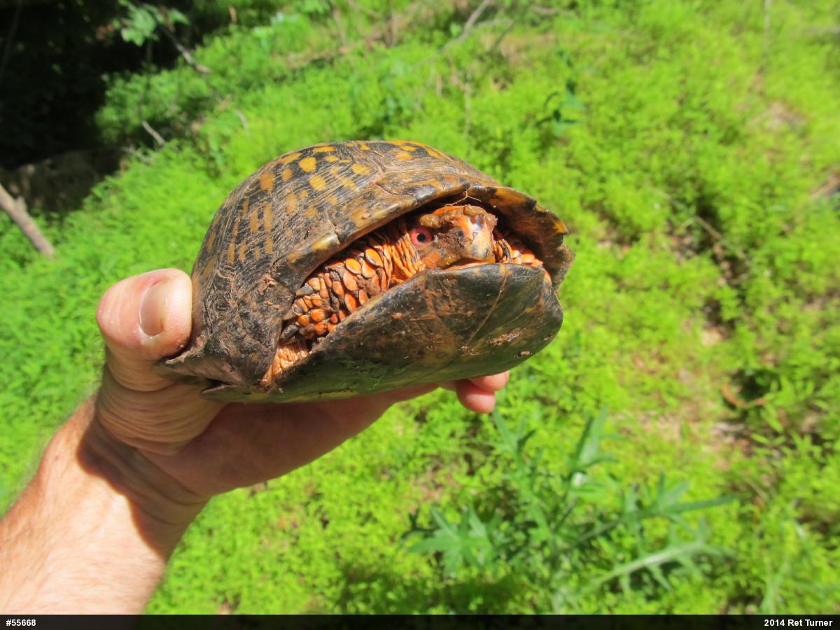 Eastern Box Turtle