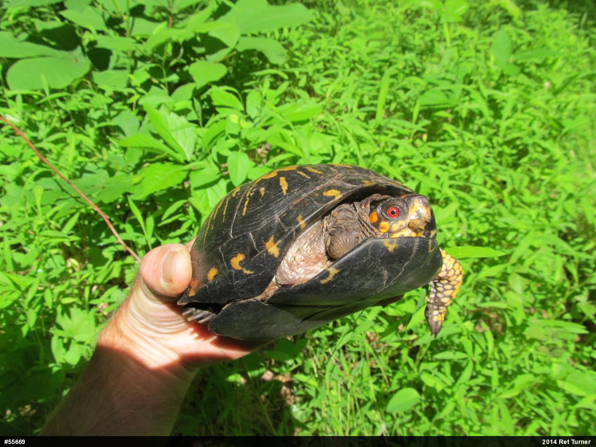 Eastern Box Turtle