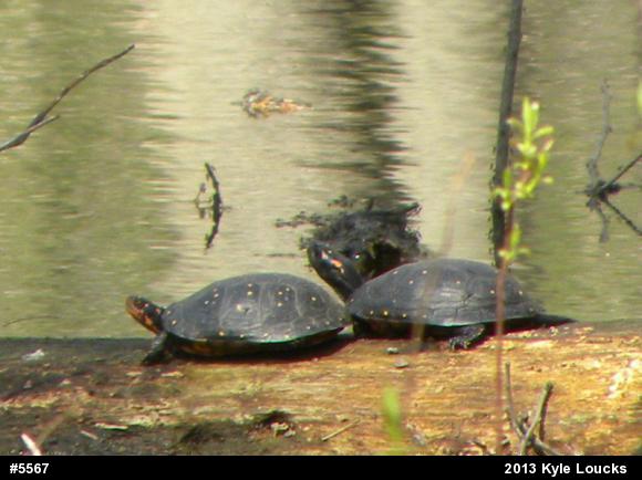 Spotted Turtle