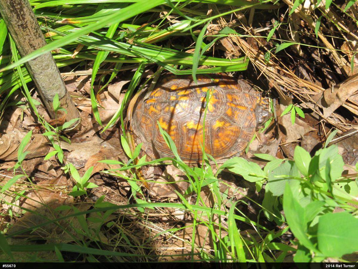 Eastern Box Turtle