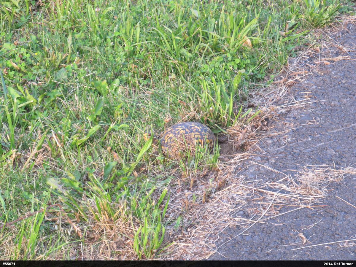 Eastern Box Turtle