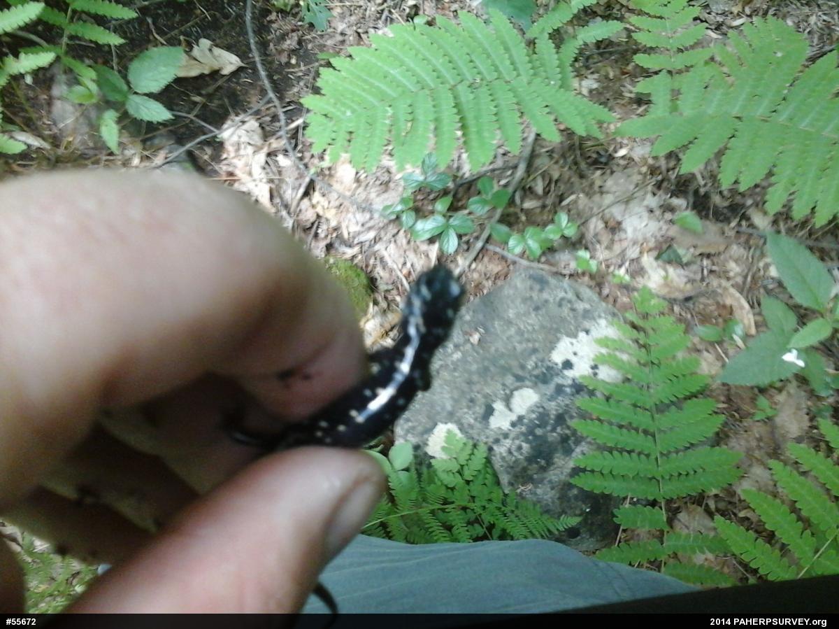 Northern Slimy Salamander