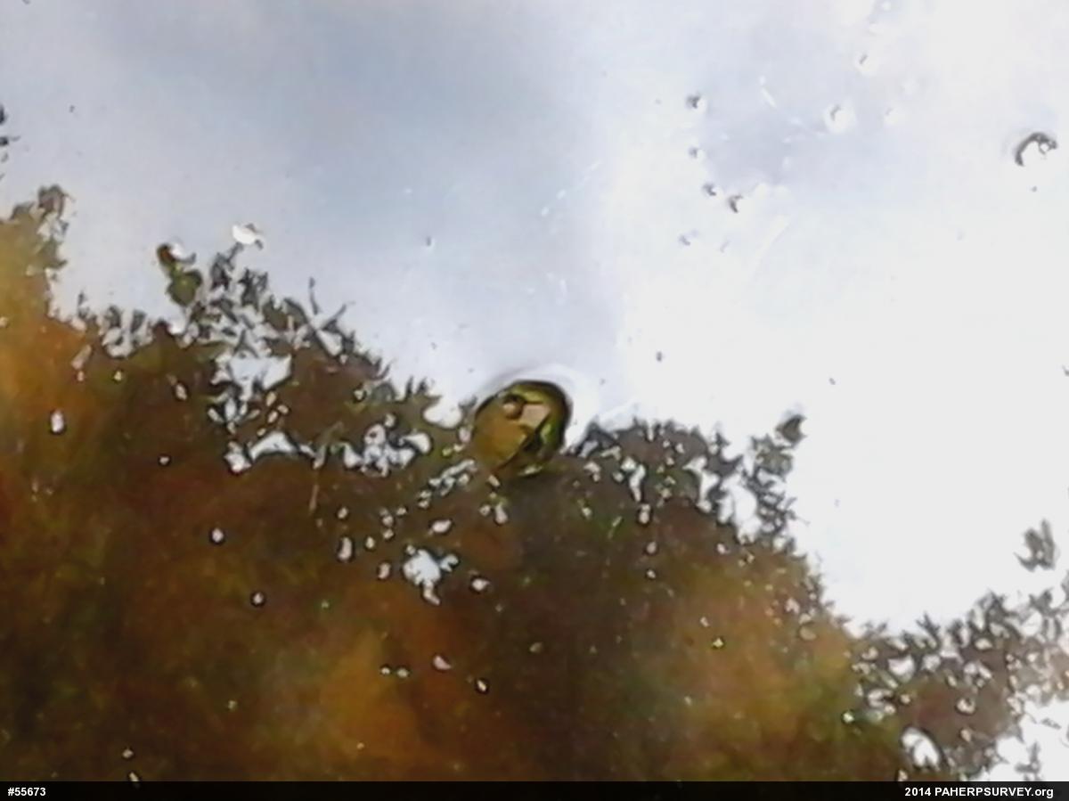 Green Frog