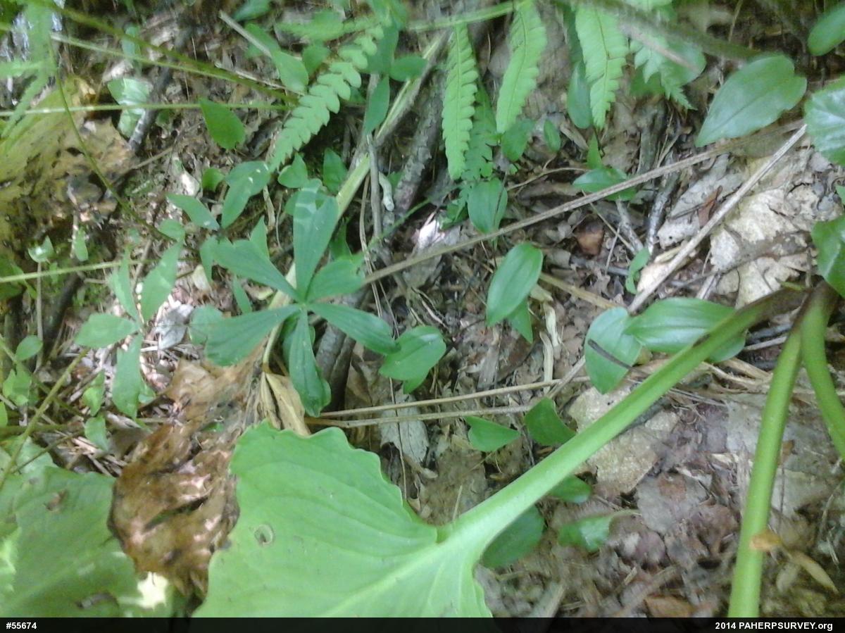 Pickerel Frog