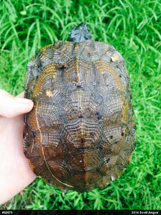 Wood Turtle