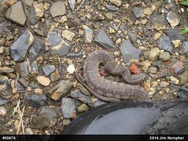Northern Watersnake