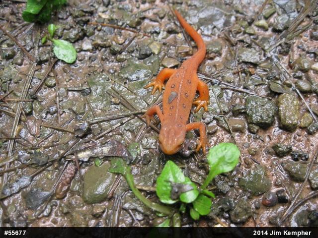 Red-spotted Newt