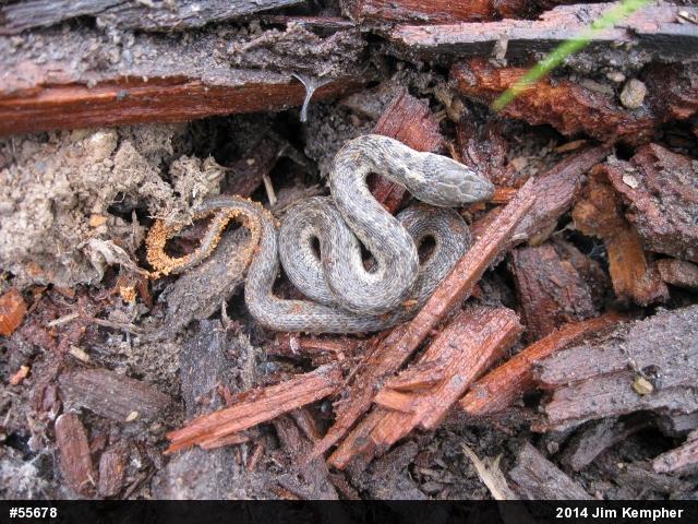 Eastern Gartersnake