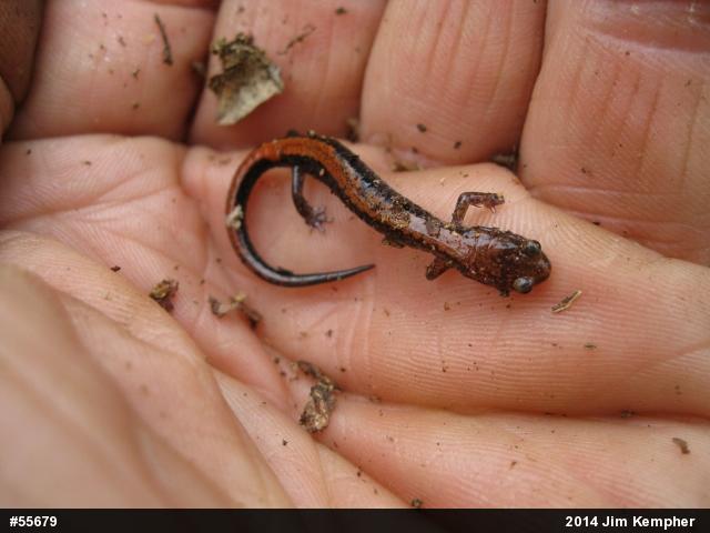 Eastern Red-backed  Salamander