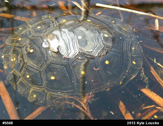 Spotted Turtle