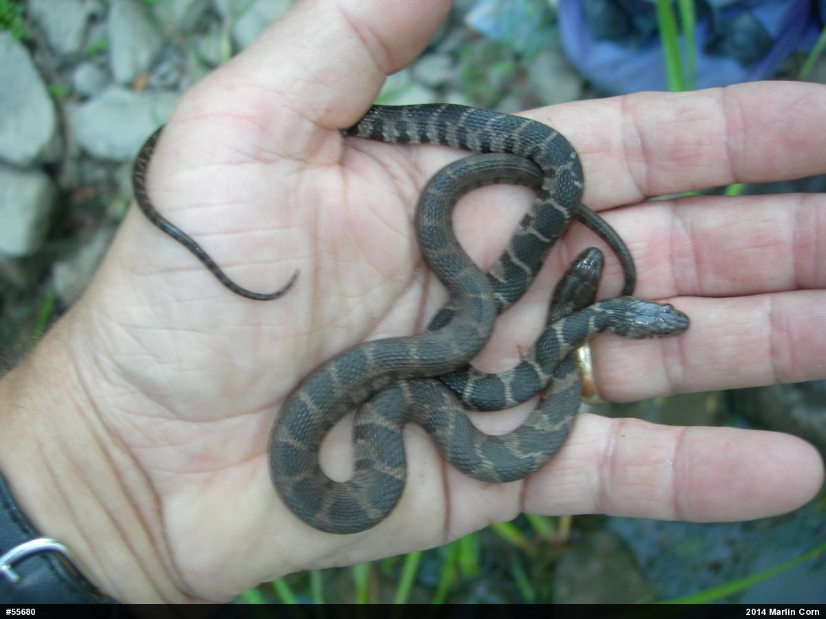 Northern Watersnake