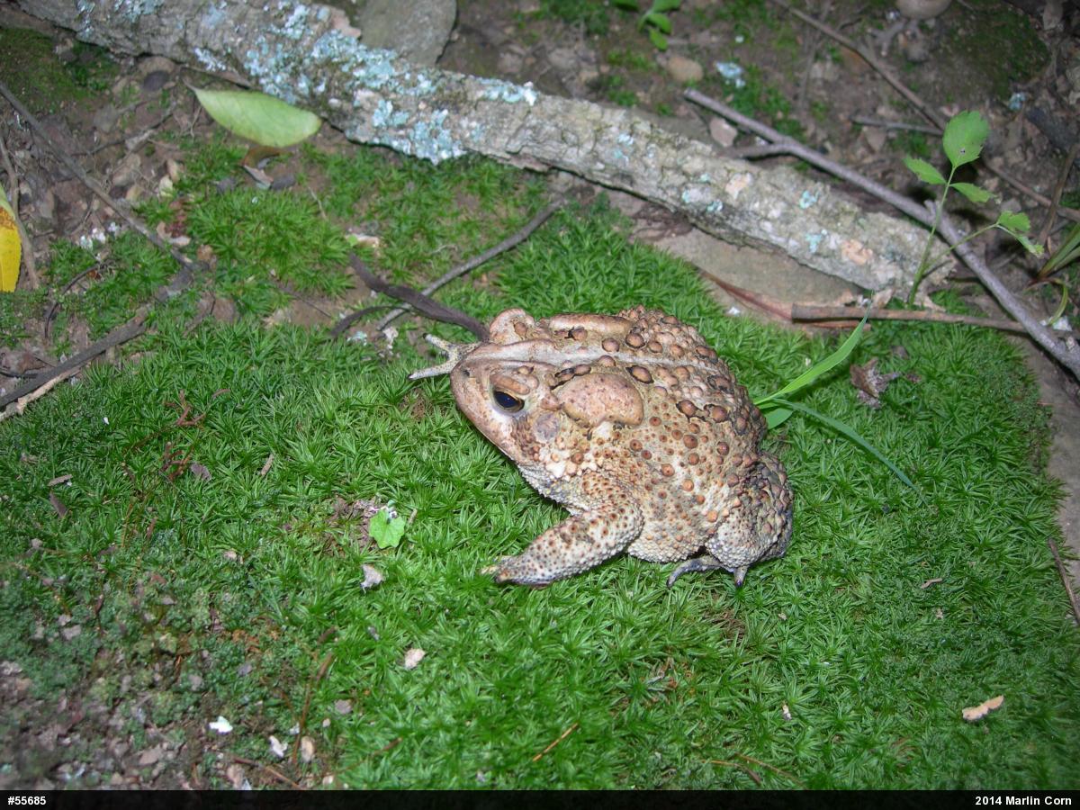 Eastern American Toad