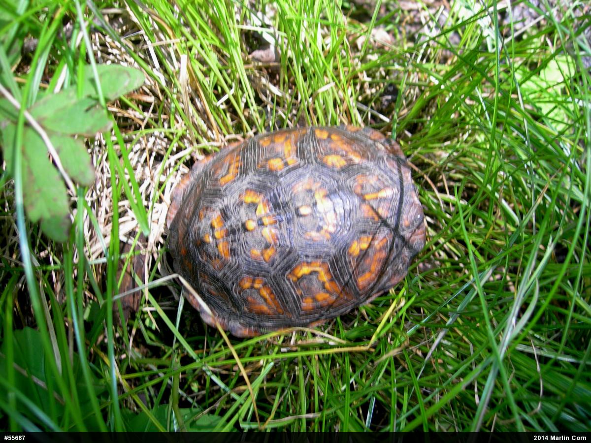 Eastern Box Turtle