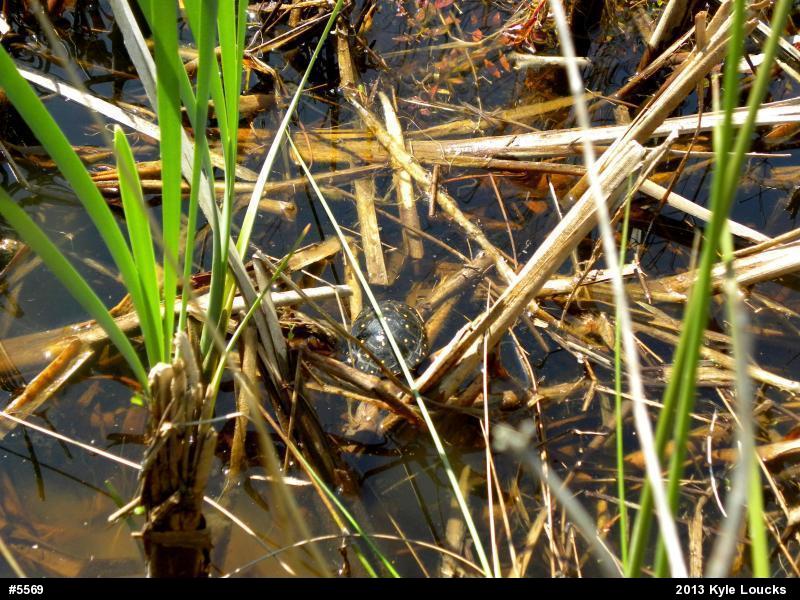 Spotted Turtle