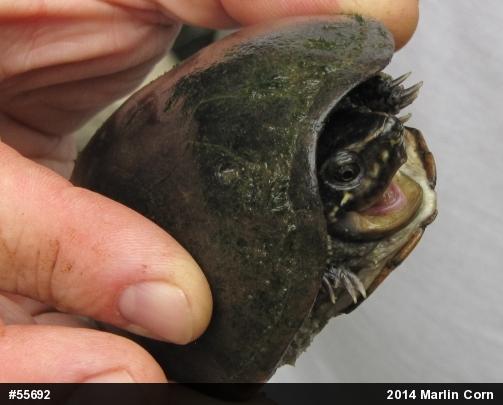 Eastern Musk Turtle