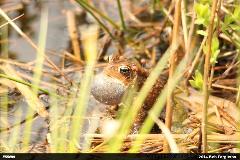 Eastern American Toad