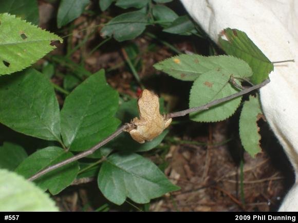 Spring Peeper
