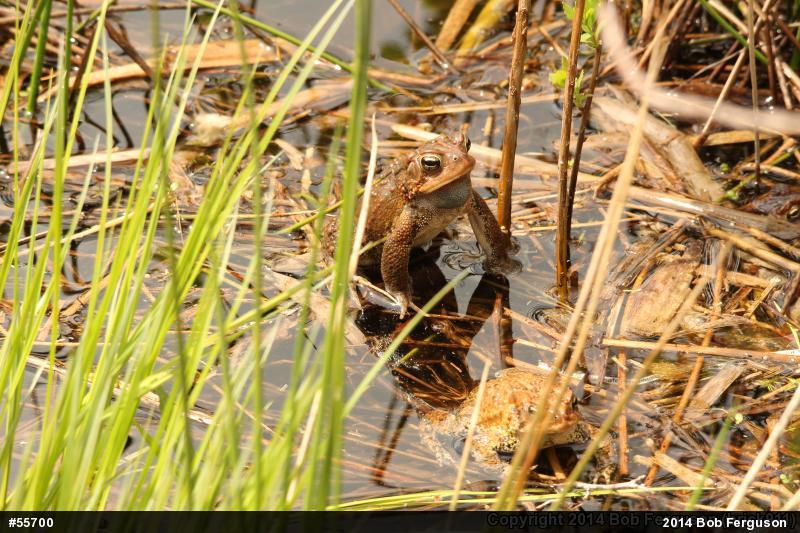 Eastern American Toad