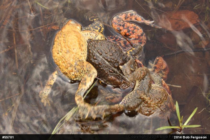 Eastern American Toad