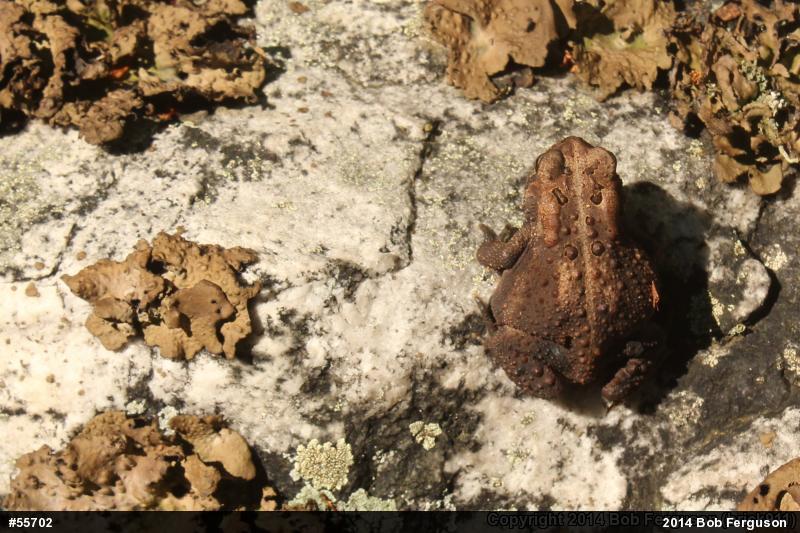 Eastern American Toad