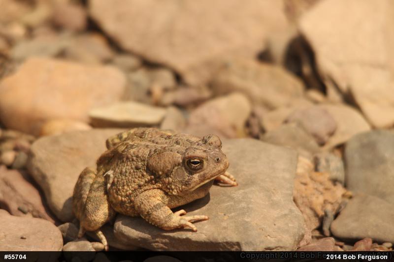 Fowler's Toad
