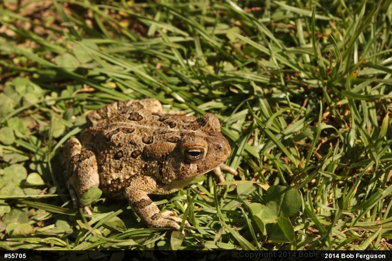 Fowler's Toad