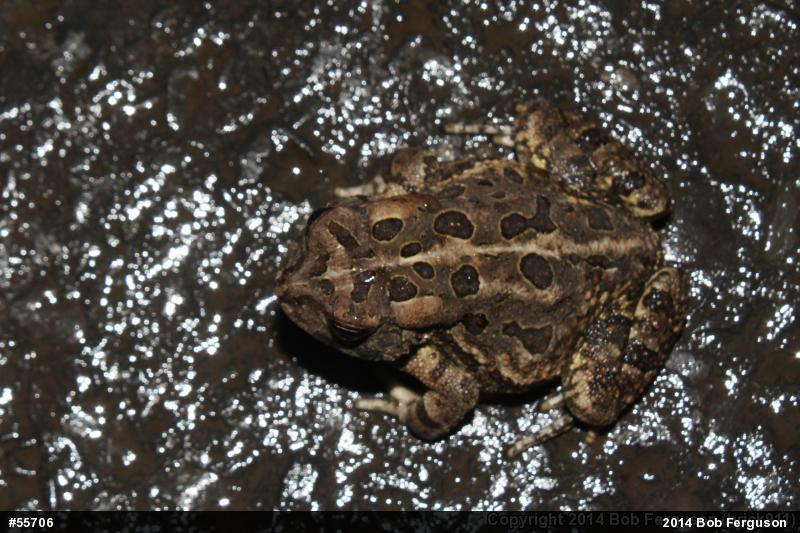 Fowler's Toad
