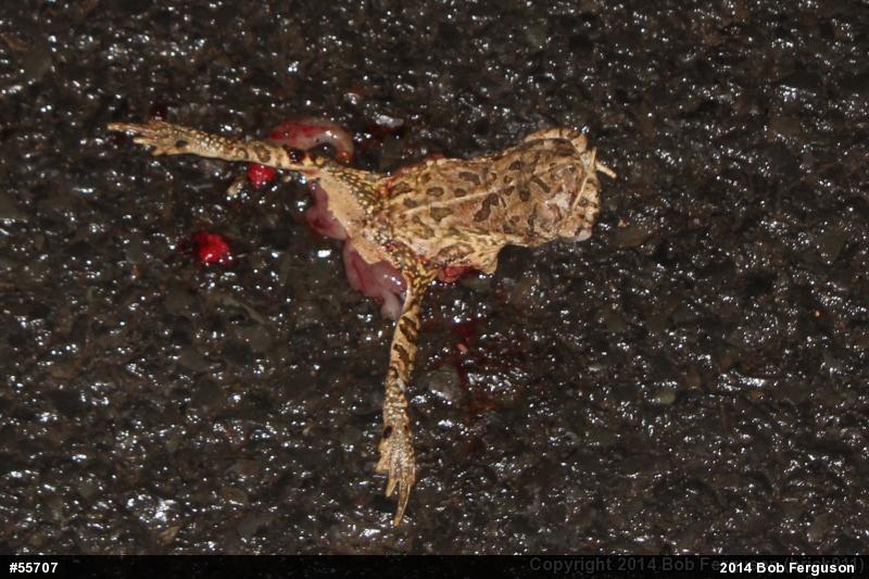 Fowler's Toad