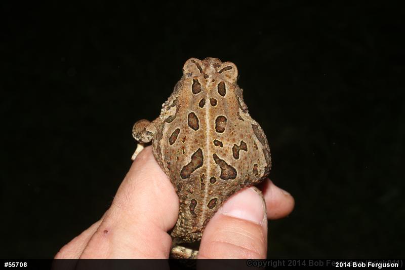 Fowler's Toad