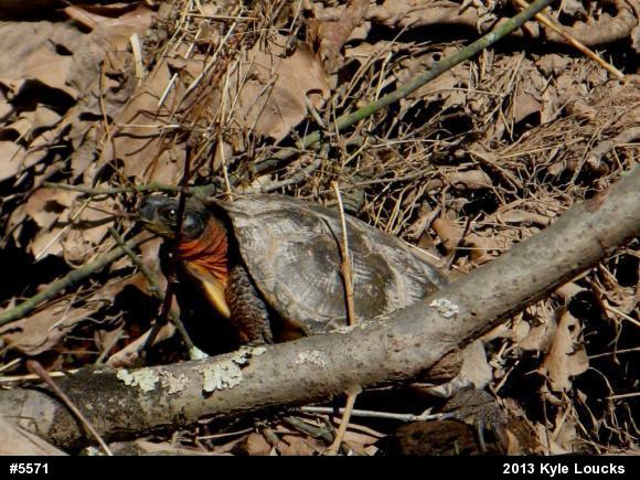 Wood Turtle