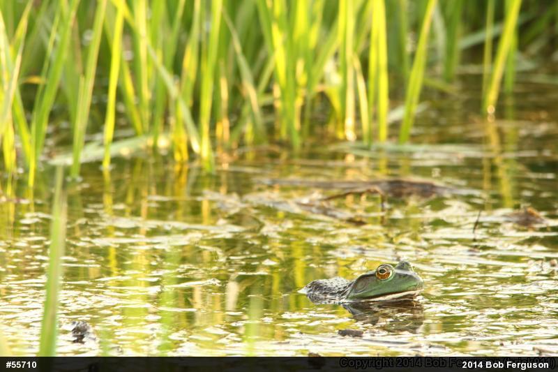 American Bullfrog